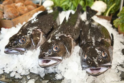 生鲜海鲜水产银鳕鱼食材 摄影图