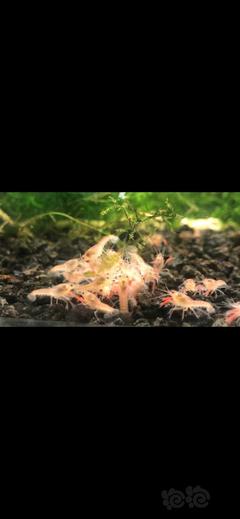 【虾螺】出售火山紫罗兰虾苗 清缸