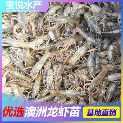 宁德湖北龙虾苗淡水 澳洲虾苗良种苗 广州龙虾苗养殖技术