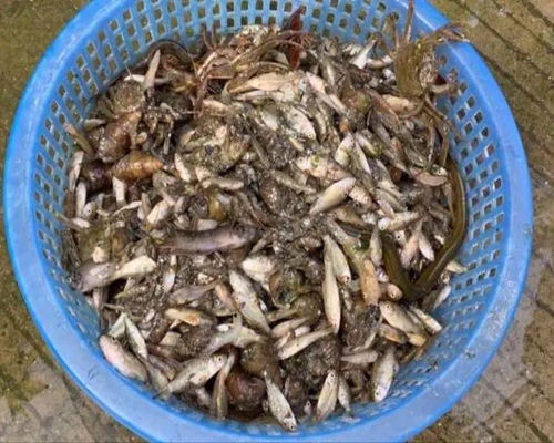 端午家头要请客,捕起虾苗鱼苗20斤 随后,民警到了.....