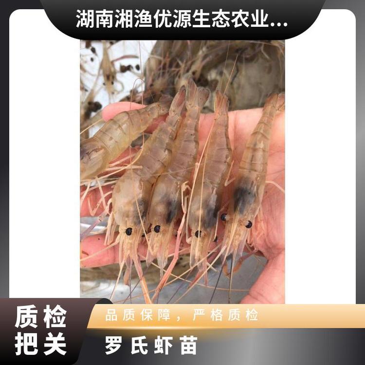 湘渔优源供应娄底高品质罗氏虾苗沼虾苗肉质鲜美并提供技术指导 - 爱
