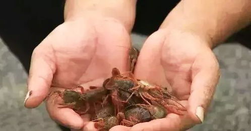 小龙虾养殖提高虾苗成活率,这4个方面都必须面面俱到
