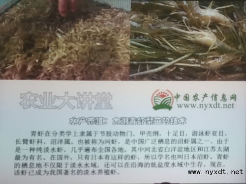 水产养殖 太湖青虾繁苗的技术
