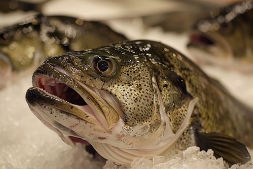 海产品食材银鳕鱼菜品 摄影图