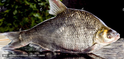 鱼图片素材下载 食品餐饮素材下的中国菜系图片素材