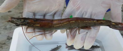 行业老大哥的虾场大揭秘 体长翻倍,时间减半,他们用了啥 灵药