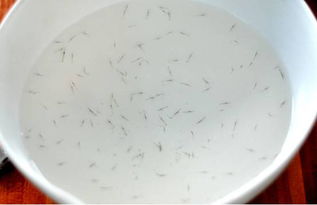 海壹引进美国spf斑节对虾,或是新环境下水产养殖的机遇