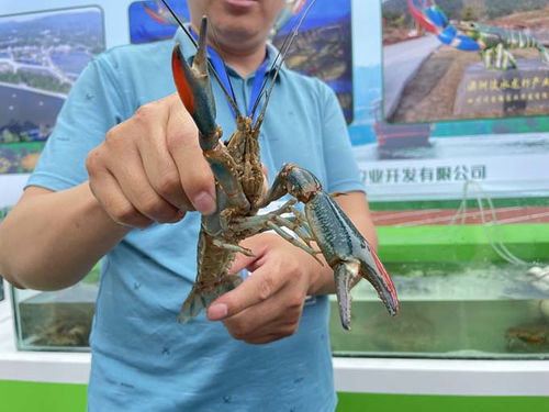 小龙虾 蓝莓果酒 3000余种农林产品参展第三届秦巴农洽会