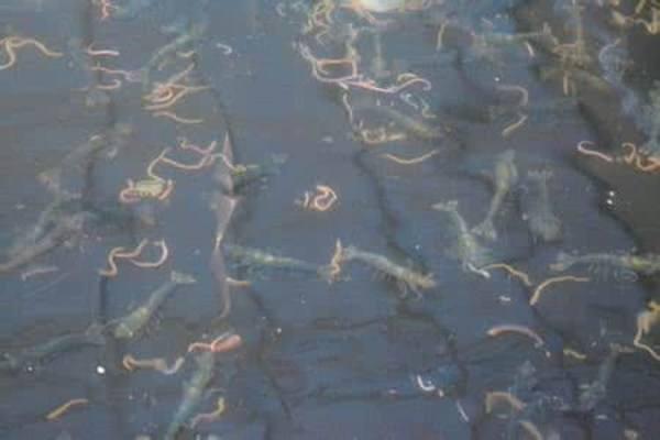 亲身经历告诉你养殖龙虾是否赚钱,有图有真相,别再犯傻了