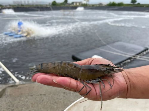 每万尾从800元杀到400元 福建虾苗屡陷 低价怪圈 ,如何破局