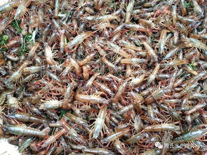 小龙虾行情周报丨养殖户买不到苗,消费者买不到虾,虾 苗缺供价格齐涨