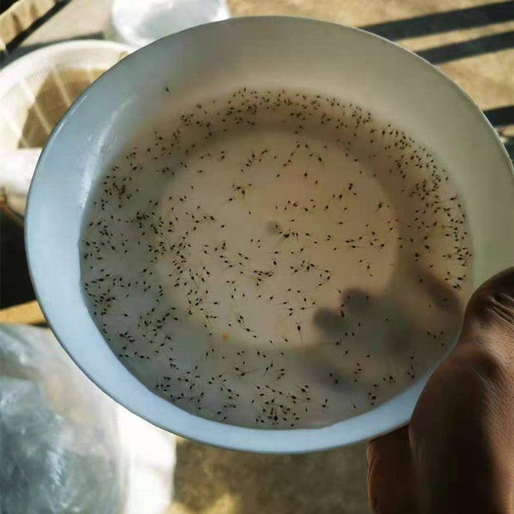 淡水澳龙苗 人工养殖罗氏虾苗 易成活少病害 鲜活水产品 - 爱企查