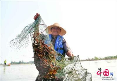 【美丽中国长江行】湖南南县生态农业见成效小龙虾做出大市场
