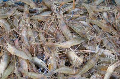 养虾喂避孕药吗