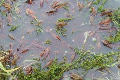 虾苗怎么养殖方法,刚出生的虾苗怎么养