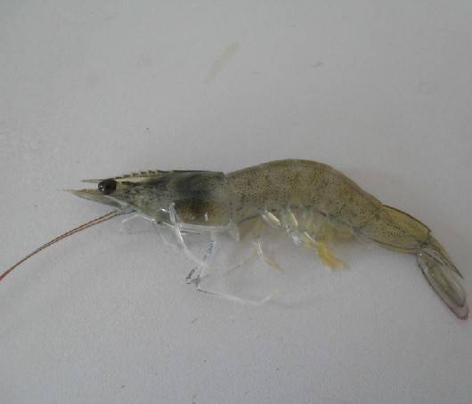 高温季节虾蟹养殖发生病毒性的疾病分析