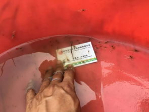 60元 斤 1.5亩2个月纯赚超2.5万元,又一条虾成为江苏 广东 浙江养户暴富新宠