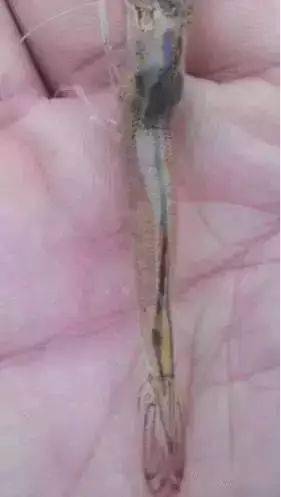 对虾肠炎泛滥是何原因,看高清详解