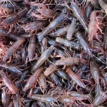 [虾苗批发]湖北荆州监利市虾苗 3.00元/斤虾苗 _ 一亩田