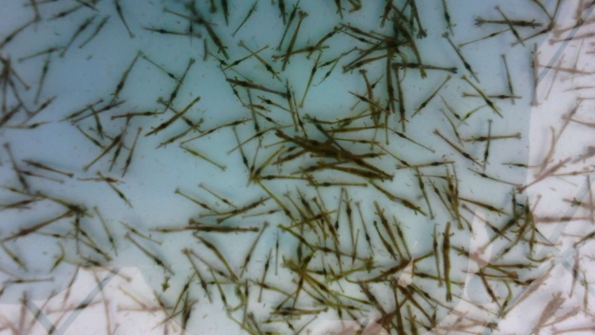 生态露天虾苗--草虾 - 茂丰水产科技