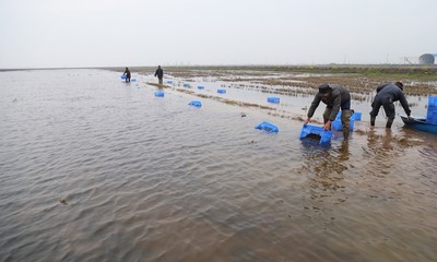 四月放虾苗 五月见成效