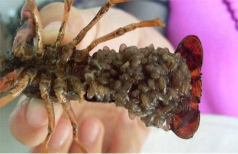 西安小龙虾虾苗怎么选