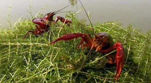 养殖 现在6月份可以留小龙虾种虾吗