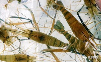 今夏高温, 神器 助力蟹虾养殖