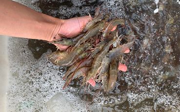 品质赢未来,只为每一尾好虾苗 这家苗企在珠三角市场布下重要一子 2021寻找中国好虾苗第五站