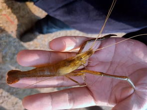 养虾新模式 环沟直放抱卵虾 ,省水,省力,效益高 青虾