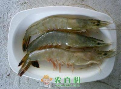 如何养殖淡水青虾?