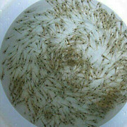 【龙虎石斑鱼 珍珠龙胆石斑鱼,珍珠斑,鲜活海鲜,有机水产养殖】价格_厂家_图片 -