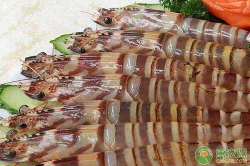 日本对虾养殖池设施 放苗准备 工厂化养殖技术