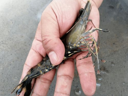 10斤 方,130元 斤的 黑马 ,工厂化也可以养,你看了会心动 养殖