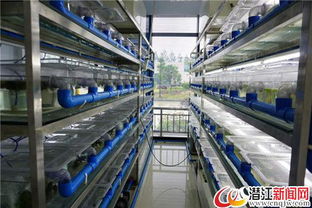 湖北潜江小龙虾苗种繁育领跑全国 破解产业发展瓶颈