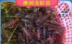 青虾苗的繁殖和养殖技术-青虾苗的繁殖和养殖技术批发厂家.