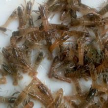 2019鲫鱼养殖价格 报价 鲫鱼养殖批发 养殖网