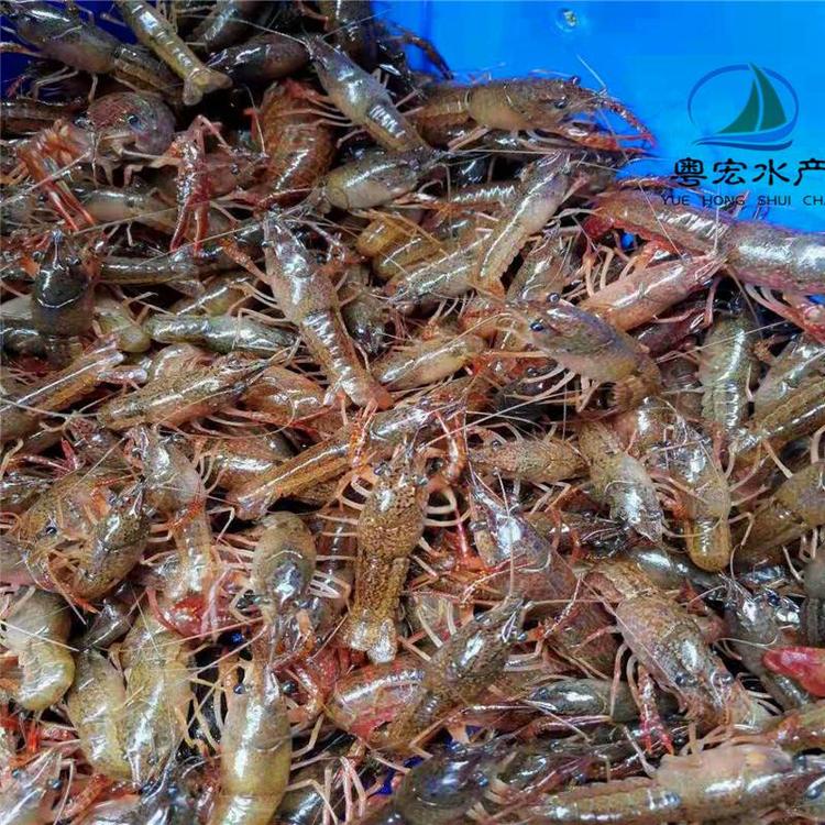 海口出售澳洲龙虾苗 澳龙虾苗 澳龙一号虾苗 种虾苗 南美.