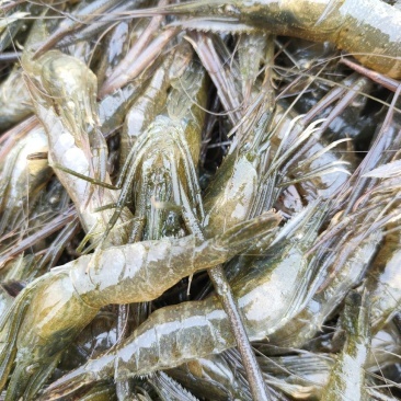 青虾苗,中大虾