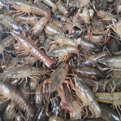 龙虾苗 塘口优质种虾,虾苗,活性好。皮毛好。包送塘口成