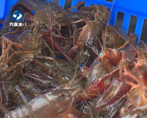 想吃 六盘水这个地方首批小龙虾抢 鲜 到货