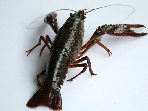 五河县小虾苗电话,虾苗哪里有卖的