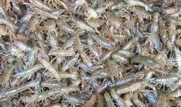 虾苗养殖 自贡种虾养殖批发