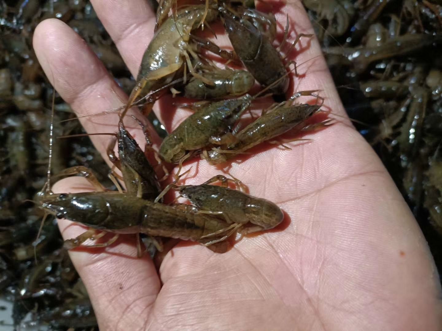 [龙虾苗批发] 虾苗,虾苗,虾苗价格9元/斤 - 惠农网