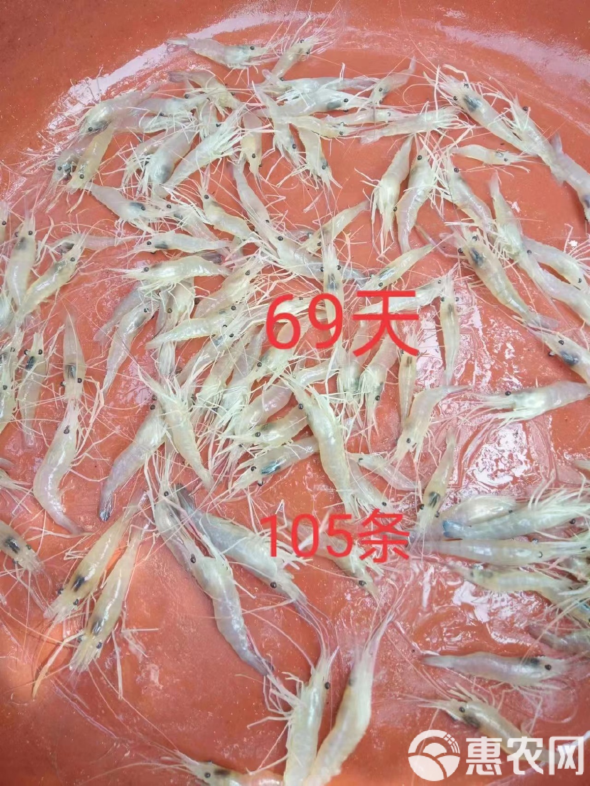 [罗氏沼虾苗批发]华中水产研究所,罗氏沼虾养殖基地直供虾苗价格0.03