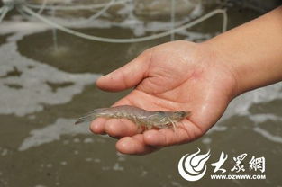 山东日照一企业从 小作坊 实现 水产科技公司 神奇变形