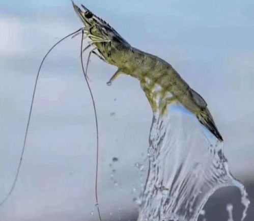 2021年水产养殖人你们有压力吗 日本排放核废水,海水养殖户又该何去何从