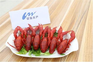 小龙虾养殖不知从何开头 望海水产来帮你