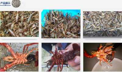 同安淡水小龙虾苗 小龙虾种苗基地批发