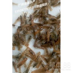 【澳洲淡水龙虾苗批发/龙虾苗价格/澳龙种苗供应/大型龙虾苗养殖基地/广州龙源水产】-